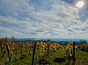 Weinstöcke im Weinberg bei Wien mit blauem Himmel, Wolken und Sonne